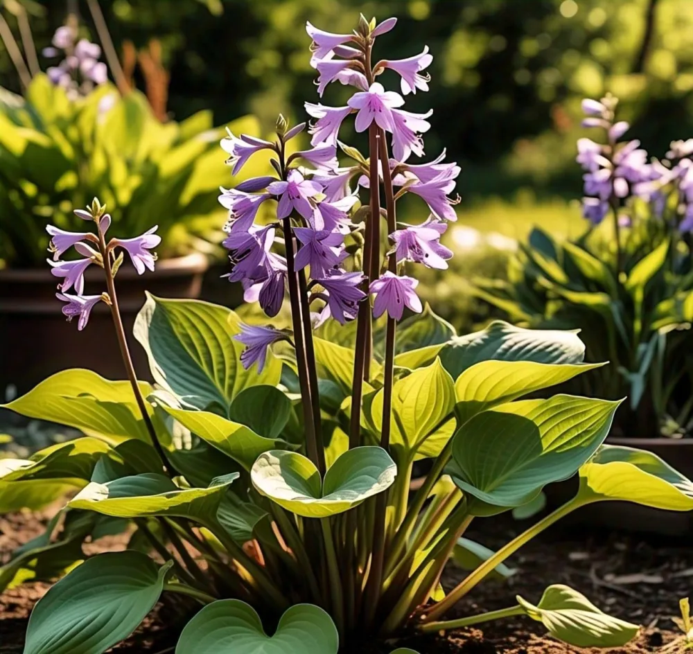 Hosta 'Touch of Class' Flower Seeds — 120+ Mixed Seeds